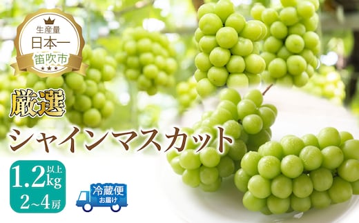【2026年発送★先行予約】厳選シャイン1.2kg（2～4房） 111-015-26y