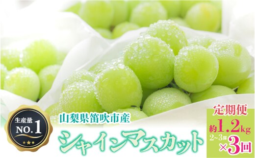 【2026年発送★先行予約】人気 シャインマスカット 約1.2kg 2～3房 3回定期便 126-013-26y