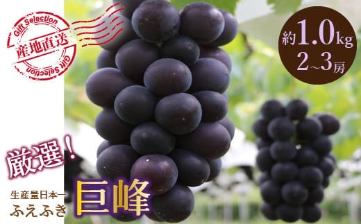 【2026年発送★先行予約】厳選！山梨県笛吹市産 巨峰 約1.0kg（2～3房） 156-011-26y