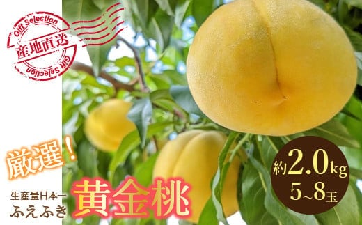 【2026年発送★先行予約】 厳選！山梨県笛吹市産 黄金桃 約2kg (5～8玉) 156-012