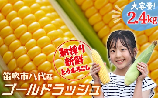 【2026年発送★先行予約】笛吹市八代産とうもろこし「ゴールドラッシュ」2.4kg 167-003