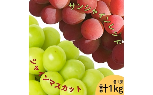 【2026年発送★先行予約】サンシャインレッド・シャインマスカット２房セット 1ｋｇ以上| ふるさと納税 シャインマスカット 笛吹市 国産 人気 期間限定 ぶどう ブドウ 葡萄 旬 果物 フルーツ 山梨県 送料無料 | 167-165