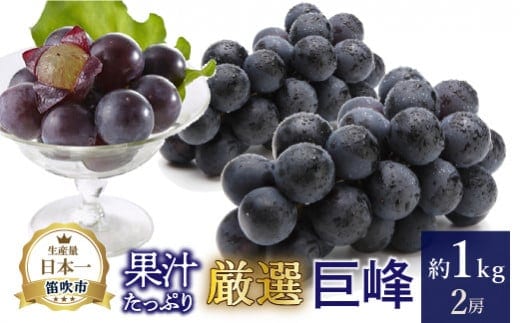 【2026年発送★先行予約】厳選!! 池田青果の巨峰 1.0kg 2房 173-003