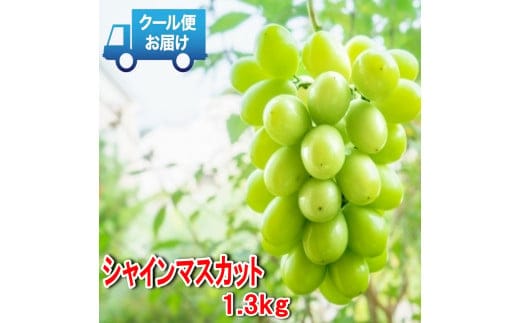 【2026年発送★先行予約】安心のクール便発送 収穫当日に産地直送 シャインマスカット 1.3kg (2房) 179-007-26y