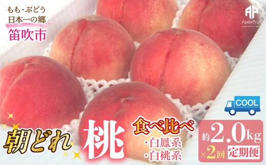 【2026年発送先行予約】笛吹市産 山梨朝どれ桃2kg×2回配送（白鳳系・白桃系） 定期便 2回（クール便） 205-023-26y