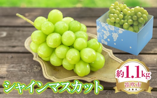 【2026年発送★先行予約】シャインマスカット 約1.1kg 222-008-1-26y