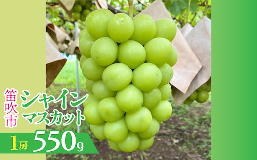 【2026年発送★先行予約】山梨県笛吹市産 シャインマスカット 1房 約550g 230-009