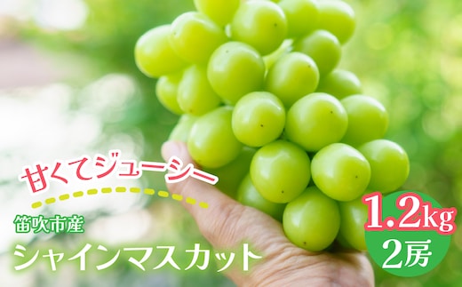 【2026年発送★先行予約】笛吹市産 シャインマスカット 1.2kg以上 （2房） 佐野農園 241-001