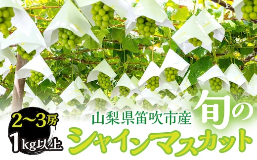 【2026年発送★先行予約】 山梨県笛吹市産 シャインマスカット2房～3房 1kg以上 263-004-26y