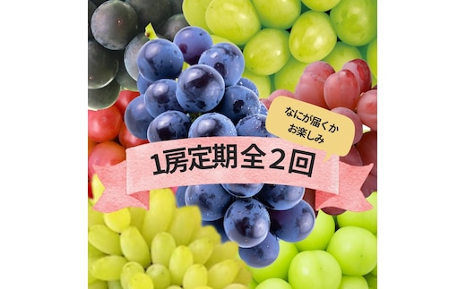 『何が届くかお楽しみ』ぶどう王国山梨の2種定期便 167-193