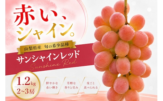 【2026年発送】先行予約 サンシャインレッド 1.2kg 2～3房 山梨県産 希少 赤系ぶどう シャインマスカット系 【山梨県笛吹市 産地直送】ぶどう フルーツ 果物 209-011