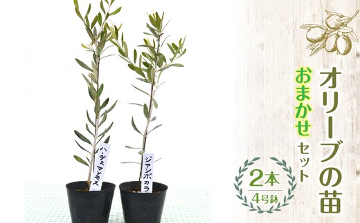 【ハーブショップYOU'樹】【おまかせセット】オリーブの苗セット 4号鉢 2本 SWBE001