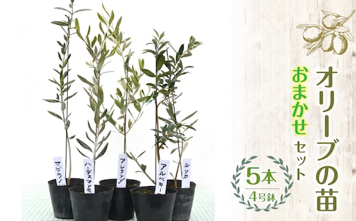 【ハーブショップYOU'樹】【おまかせセット】オリーブの苗セット 4号鉢 5本 SWBE004