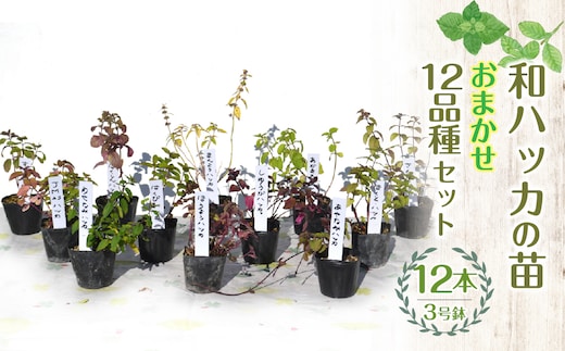 【ハーブショップYOU'樹】【おまかせセット】和ハッカの苗 3号ポット 12品種セット SWBE014