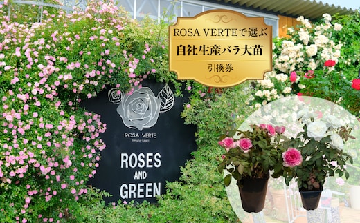 コマツガーデン直営店「ROSA VERTE」で選ぶ、自社生産バラ大苗引換券 SWBD016