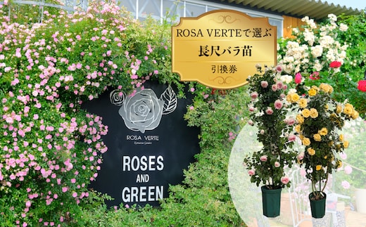 コマツガーデン直営店「ROSA VERTE」で選ぶ、自社生産 長尺バラ苗引換券 SWBD017