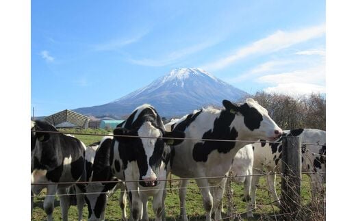 定期便】富士山プレミアム牛乳1リットルパック（4本セット×8回