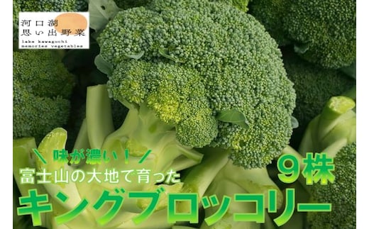 ＜26年発送先行予約＞【数量限定】でかっ！富士山の大地でゆっくり育ったキングブロッコリー９株 FAH006