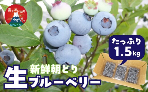 ＜26年発送先行予約＞＜生産者直送＞新鮮朝取り 生ブルーベリー 1.5kg FEC001