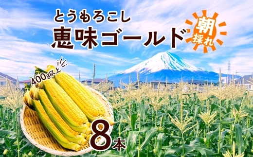 ＜2026年発送先行予約＞とうもろこし 恵味 ゴールド 400g以上 × 8本 高糖度 トウモロコシ スイートコーン 玉蜀黍 イエローコーン 黄 夏野菜 甘い ジューシー 野菜 おやつ 旬 産地直送 送料無料 湖南野菜出荷組合 山梨県 富士河口湖町 FEM002