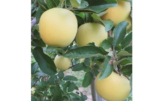 青木村産りんご（シナノゴールド）