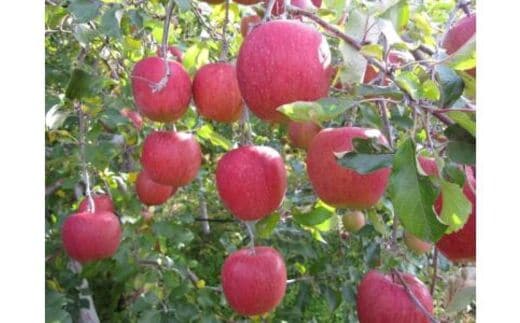 青木村産りんご（サンふじ）