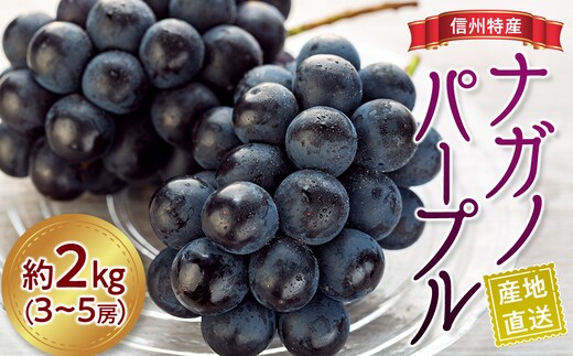 ぶどう ナガノパープル 2kg 3～5房 葡萄 ブドウ 長野パープル 果物 くだもの フルーツ 旬の果物 旬のフルーツ 信州 長野 長野県 ※着日指定不可 ※オンライン決済限定