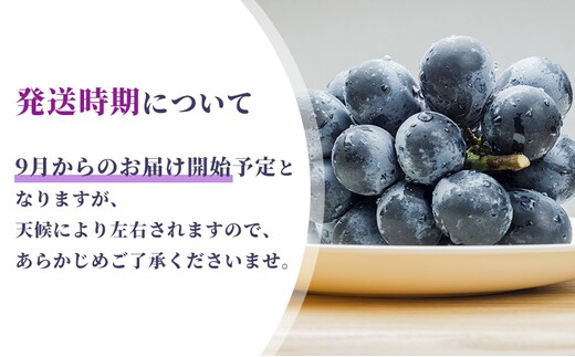 ぶどう ナガノパープル 2kg 葡萄 ブドウ 長野パープル 果物 くだもの