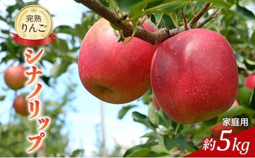 先行予約 りんご シナノリップ 約5kg 家庭用 2026年 令和8年発送 完熟りんご 外観は不揃いだけど美味しいよ 林檎 リンゴ 果物 くだもの フルーツ 旬の果物 旬のフルーツ 信州 長野 長野県