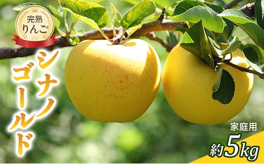 先行予約 りんご シナノゴールド 約5kg 家庭用 2026年 令和8年発送 完熟りんご・外観は不揃いだけど美味しいよ 果物 果物類 リンゴ 林檎 フルーツ 長野のりんご 信州産 長野県産 信州りんご デザート 食後
