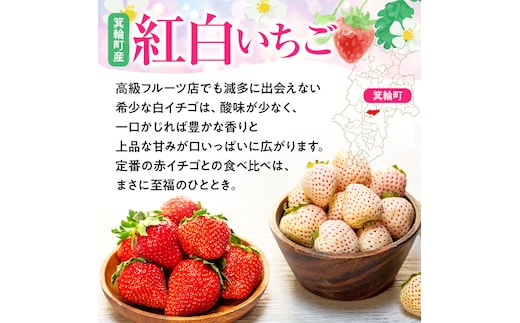 紅白イチゴ 白いちご 夏いちご いちご詰め合わせ