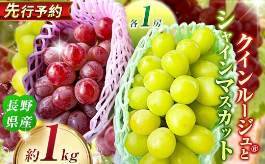 クインルージュ® と シャインマスカット 各1房 約1kg 【2026年先行予約】 | ヤマモ農園