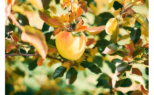 【2026年先行予約】 家庭用 ぐんま名月 約10kg