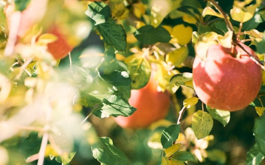 【2026年先行予約】家庭用 シナノスイート 5kg ｜ 山とりんご