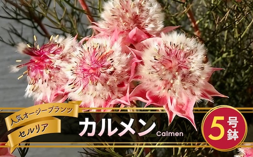 セルリア 5号鉢 カルメン 【先行予約】