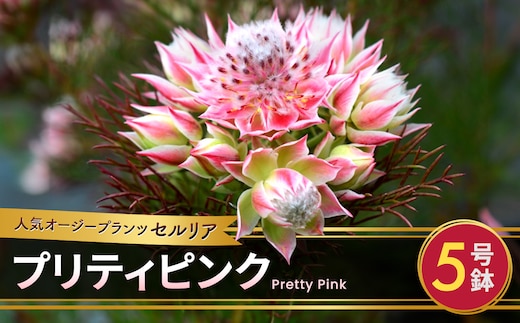 【先行予約】セルリア 5号鉢 プリティピンク