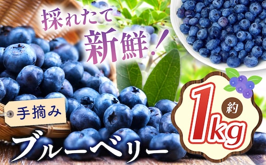 【2026年先行予約】ブルーベリー 約1kg