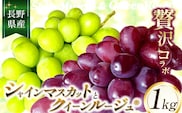 【2026年先行予約】シャインマスカットとクイーンルージュ®のコラボ１kg ｜ ちのふぁーむ
