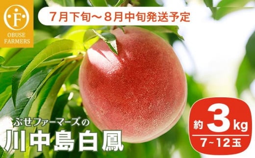 川中島白鳳 約3kg 7～12玉 ［おぶせファーマーズ］ 2026年7月下旬～8月中旬発送