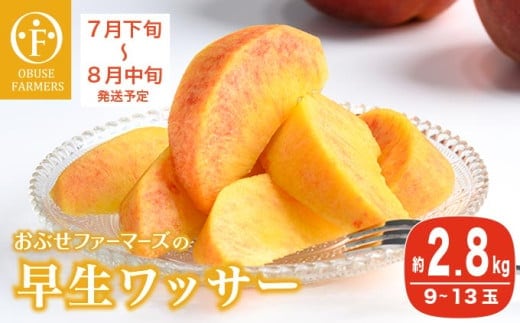 早生ワッサー 約2.8kg 9～13玉 ［おぶせファーマーズ］ 2026年7月下旬～8月中旬発送