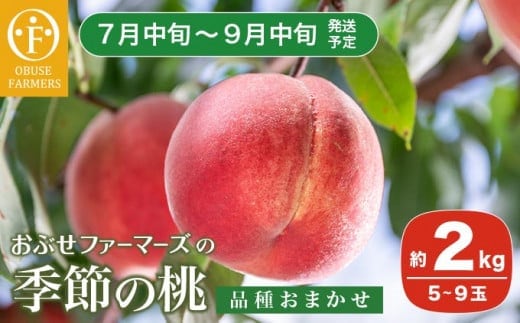 季節の桃 約2kg 5～9玉 ［ おぶせファーマーズ ］ 2026年7月中旬～9月中旬発送