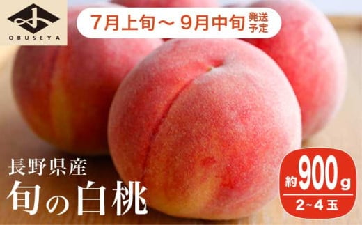 旬の白桃 約900g 2～4玉 ［小布施屋］ 2026年7月上旬～9月中旬発送