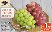 シャインマスカット＆クイーンルージュ® 約1kg 各1房 ［小布施屋］2025年9月下旬～11月上旬発送