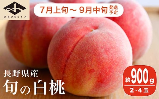 旬の白桃 約900g 2～4玉 ［小布施屋］ 2026年7月上旬～9月中旬発送