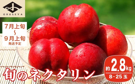 旬のネクタリン 約2.8kg 8～25玉 ［小布施屋］ 2026年7月上旬～9月上旬発送