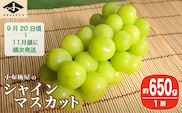 シャインマスカット 約650g 1房 ［小布施屋］ 2026年9月20日頃～11月頭にかけて順次発送