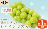 年内配送 蔵出し冬のシャインマスカット 約1kg 2房 ［小布施屋］ 2025年12月発送