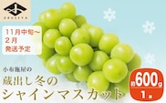 蔵出し冬のシャインマスカット 約600g 1房 ［小布施屋］ 2025年11月中旬～2026年2月発送