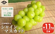 シャインマスカット 約1.1kg 2房 ［小布施屋］ 2025年10月1日頃～11月上旬発送