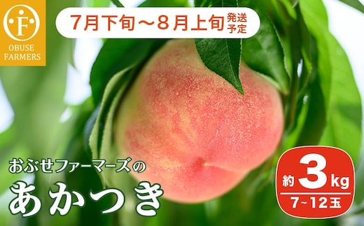 あかつき 約3kg 7～12玉 ［おぶせファーマーズ］ 2025年7月下旬～8月上旬発送